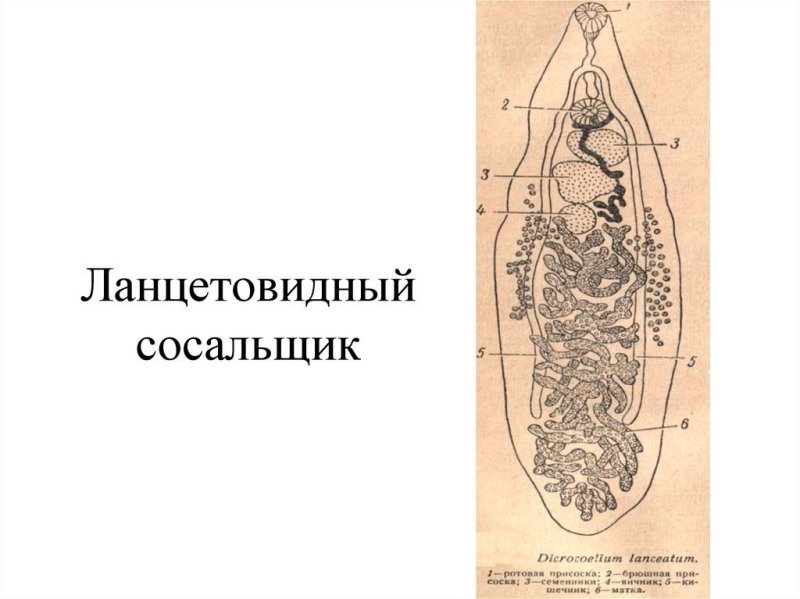 Ланцетовидная двуустка строение