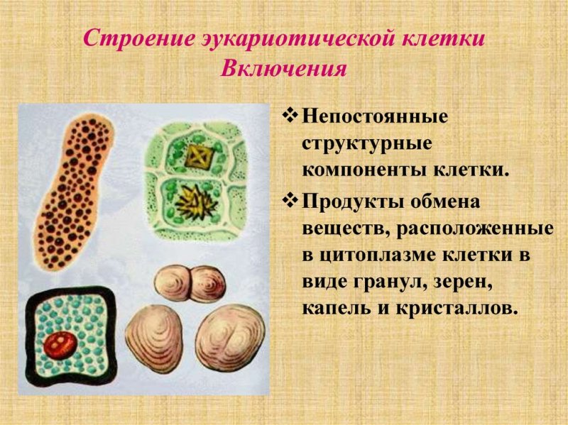 Включения строение и функции