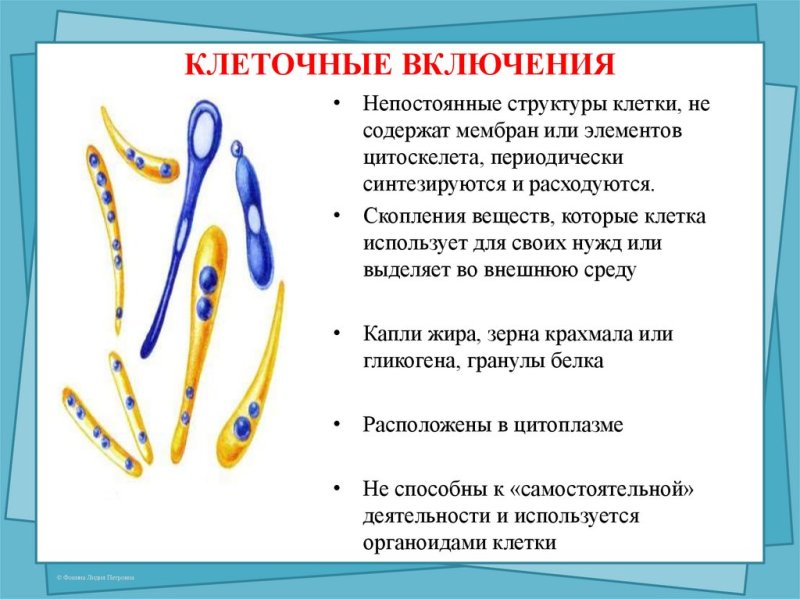 Характеристика клеточных включений
