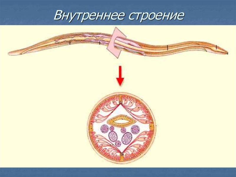 Поперечный срез самки аскариды человеческой