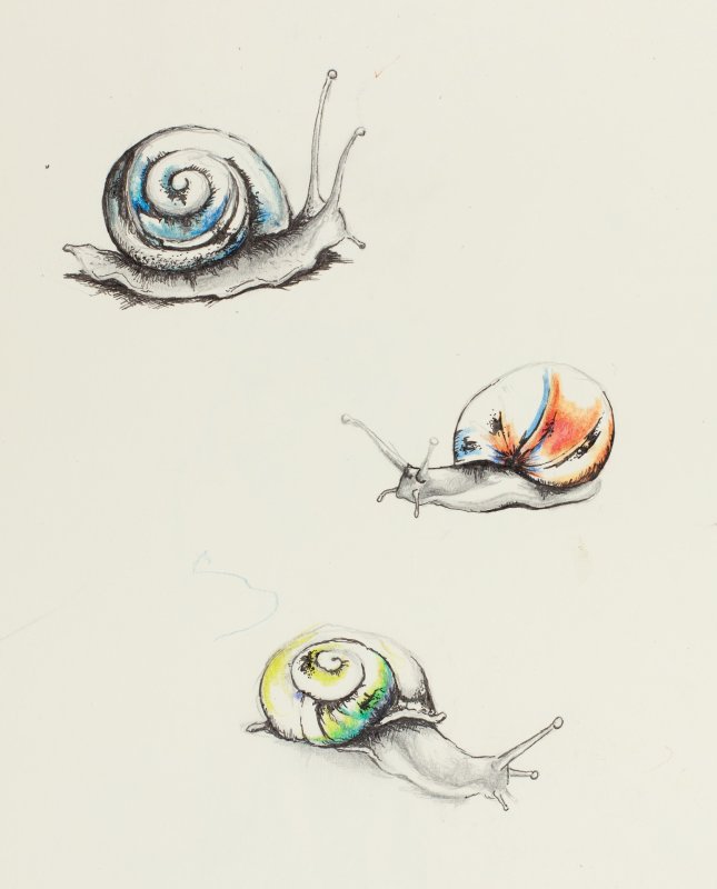 рисунки улитки