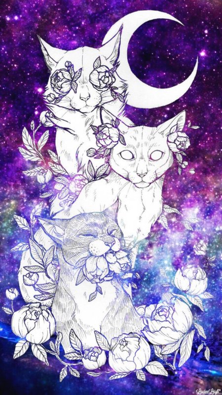 Космическая кошка