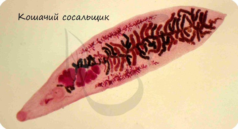 Марита ланцетовидного сосальщика