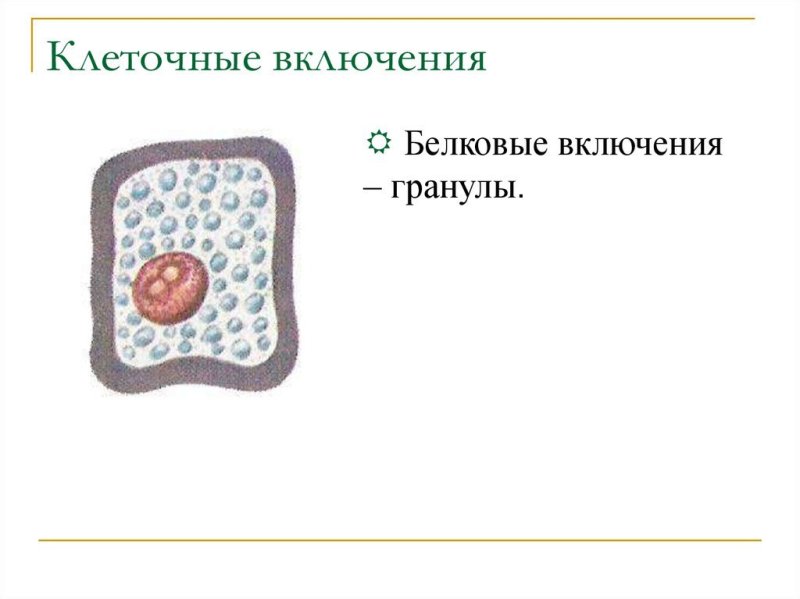 Строение животной клетки включения
