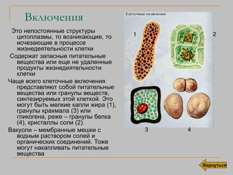 Включения клетки строение и функции