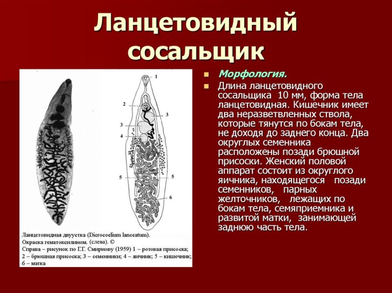 Dicrocoelium lanceatum морфология