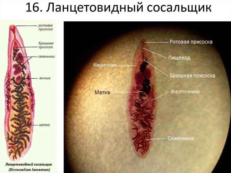 Ланцетовидный сосальщик (Dicrocoelium lanceatum)