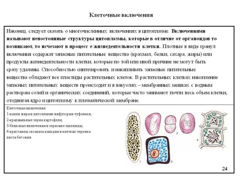 Клеточные включения строение и функции