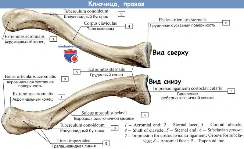 Строение ключичной кости
