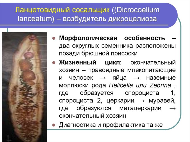 Ланцетовидный сосальщик (Dicrocoelium lanceatum)