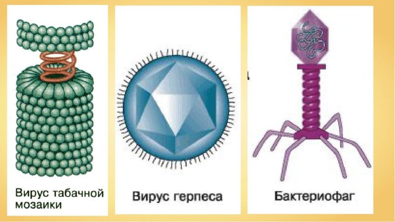 Вирус табачной мозаики схема