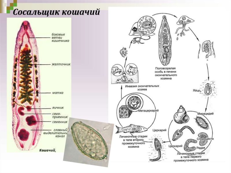 Марита кошачьего сосальщика строение