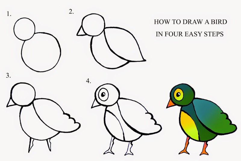 how to draw birds