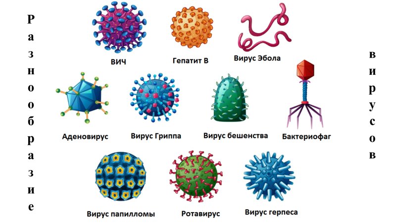 Вирусы разные виды