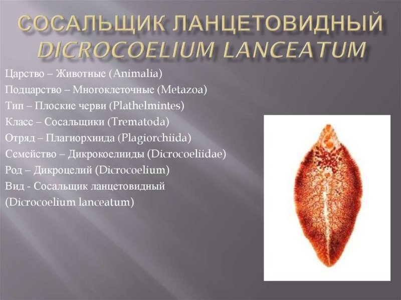 Ланцетовидный сосальщик морфология