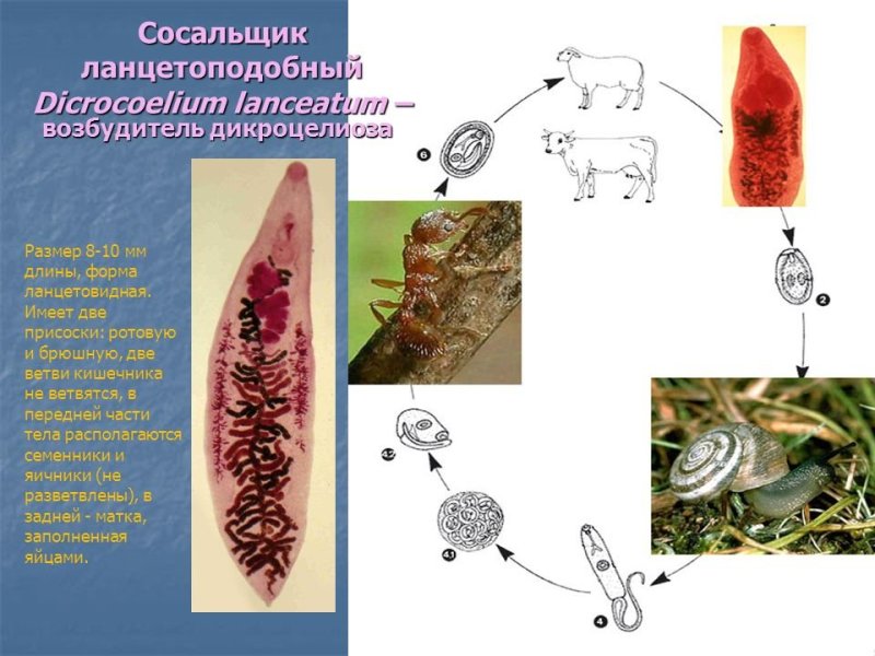 dicrocoelium lanceatum цикл