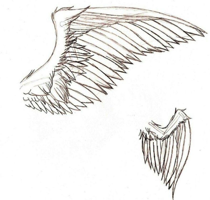 Крылья для рисования