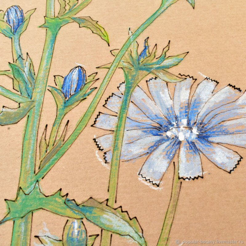 Cichorium intybus Ботаническая иллюстрация