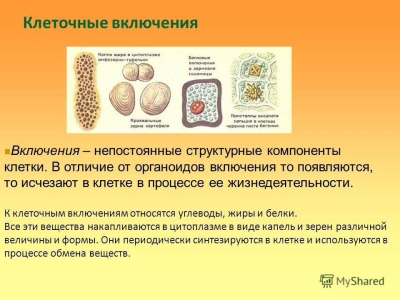 Органоиды клетки клеточные включения