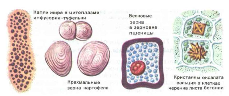 Органоиды клетки клеточные включения