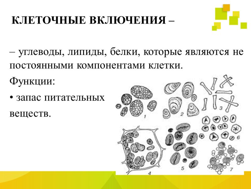 Включения клетки строение и функции