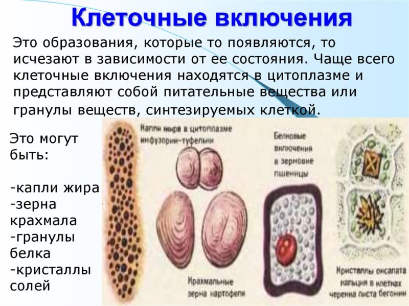 Клеточные включения строение