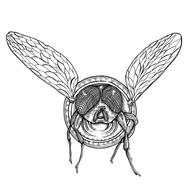 муха рисунок карандашом