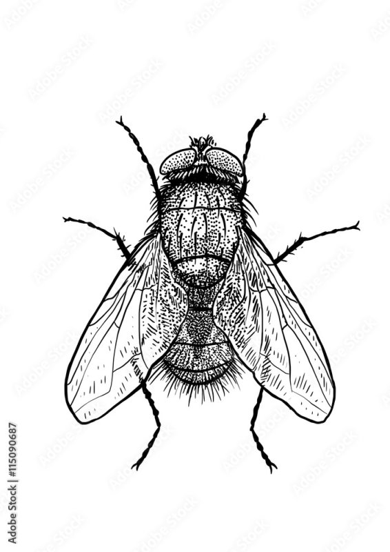 муха рисунок
