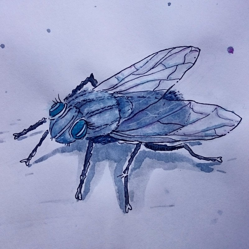 муха рисунок для детей карандашом