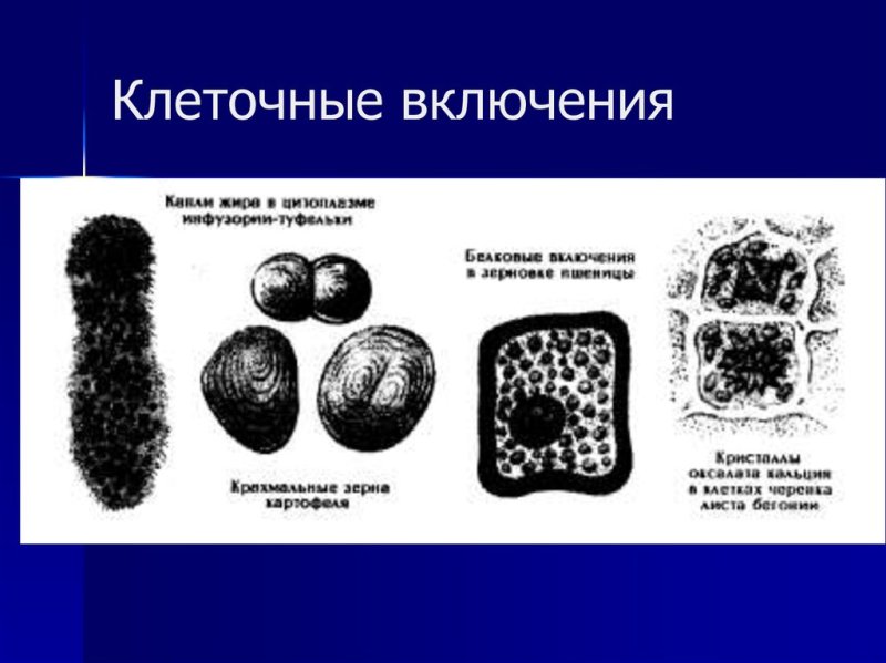 Клеточные включения строение