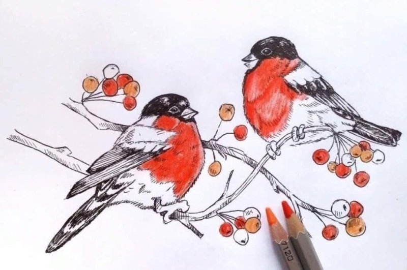Снегирь рисунок для детей