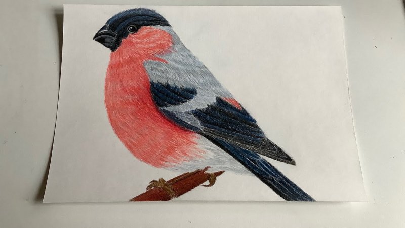 Снегирь рисунок карандашом