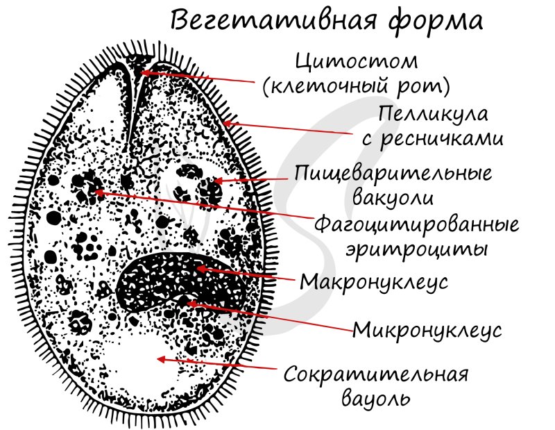 Балантидий кишечный строение