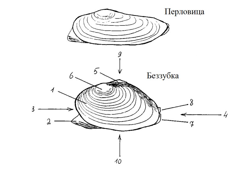 Внешнее строение перловицы