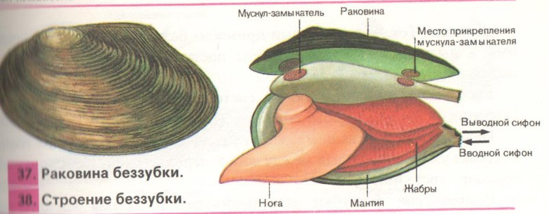 Внешнее строение раковины перловицы