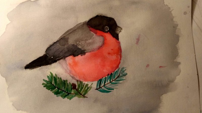 Снегирь рисунок