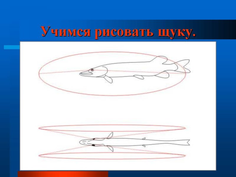 Щука рисунок поэтапно