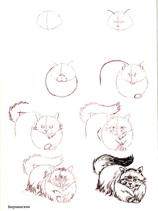 Кошка рисунок карандашом