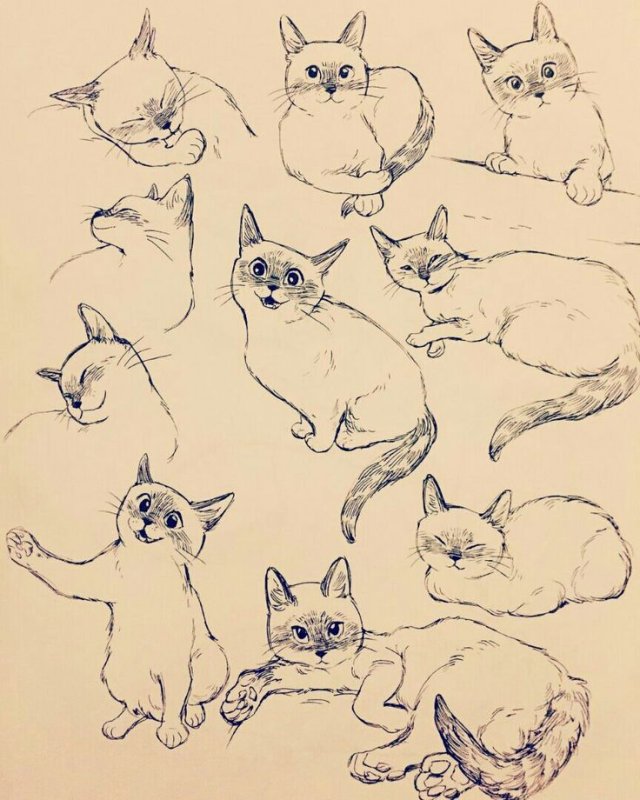 Позы кошек для рисования