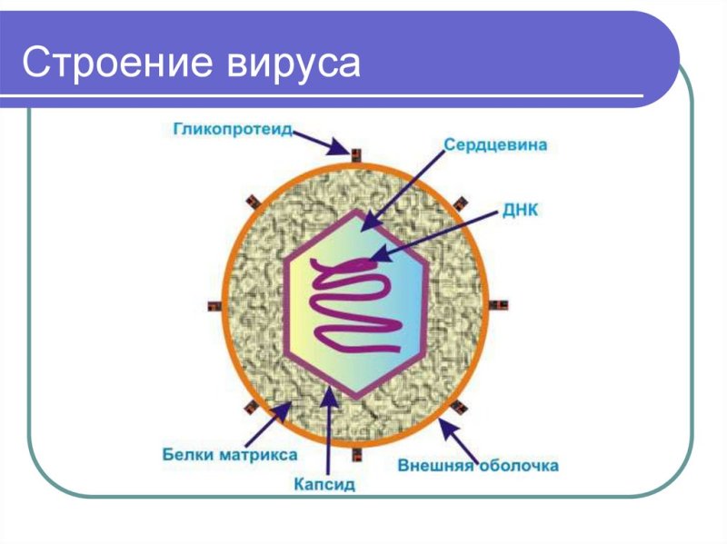 Структура вируса схема