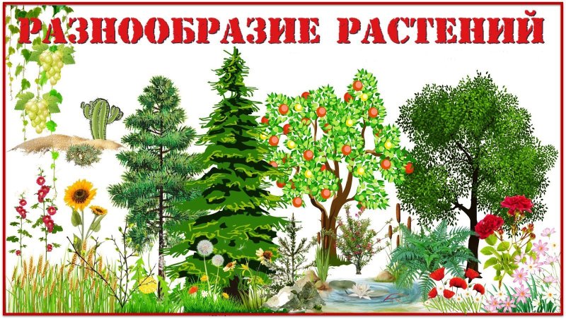 Разнообразие растений
