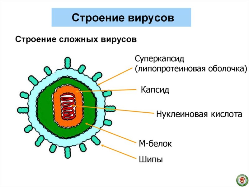 Строение вирусов биология