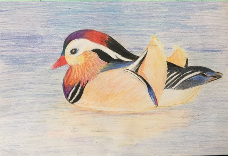 Рисунок утки мандаринки