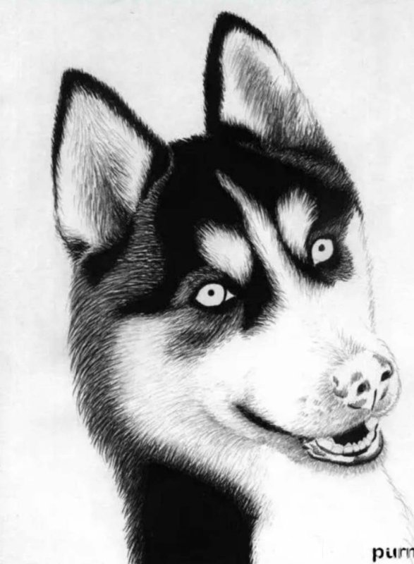 рисунок хаски карандашом