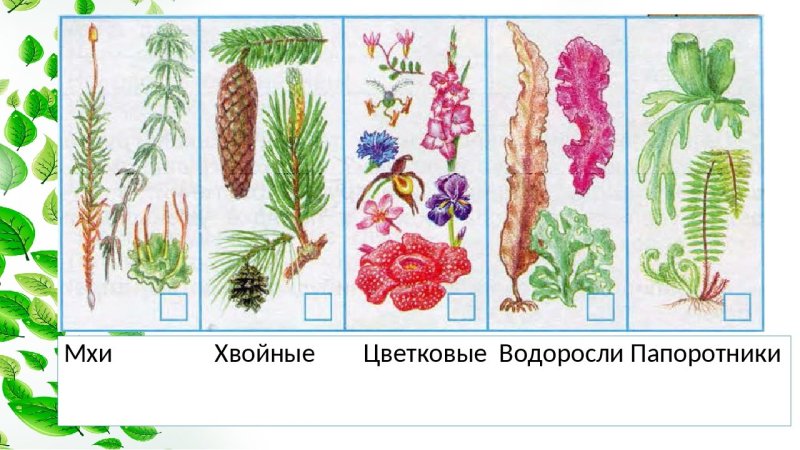 Разнообразие растений