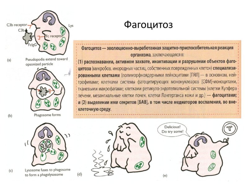 Фагоцитоз краткий конспект