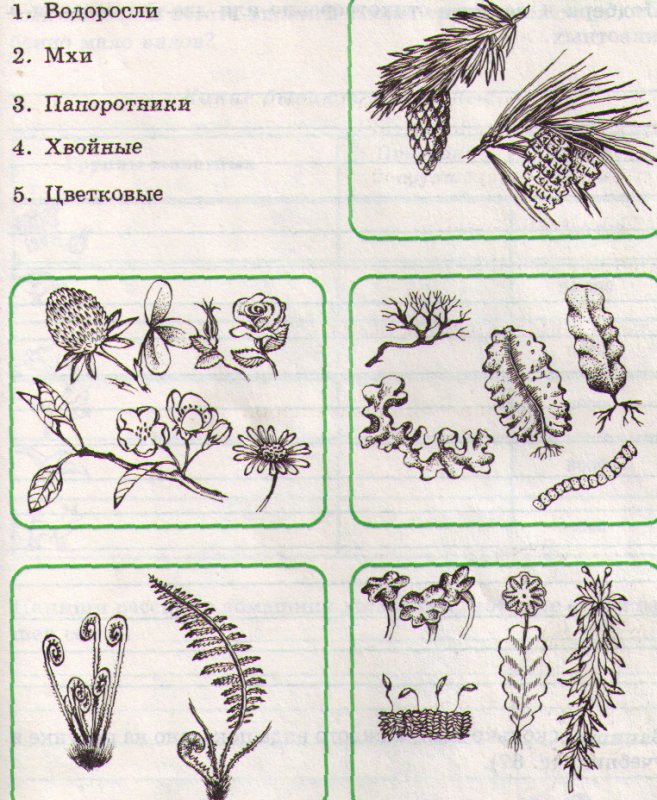 Растения задания