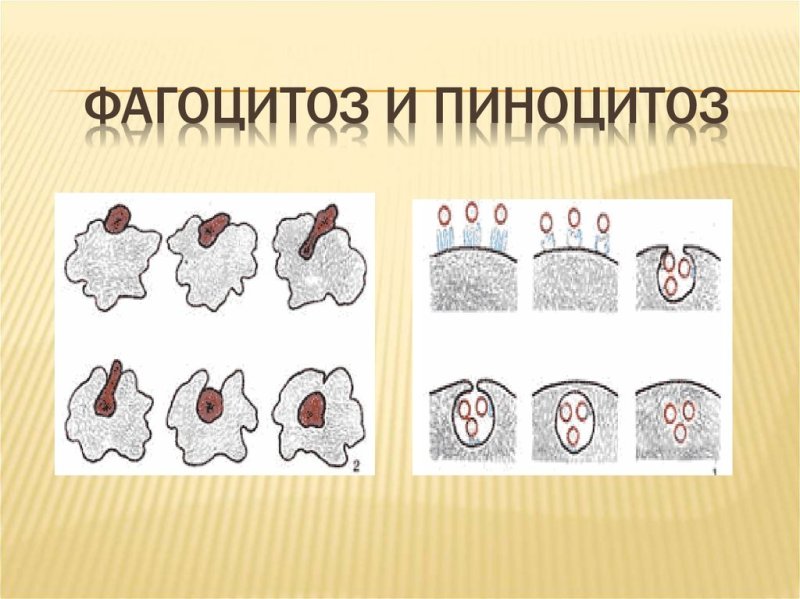 Пино и фагоцитоз