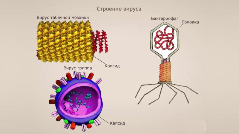 Вирус схема