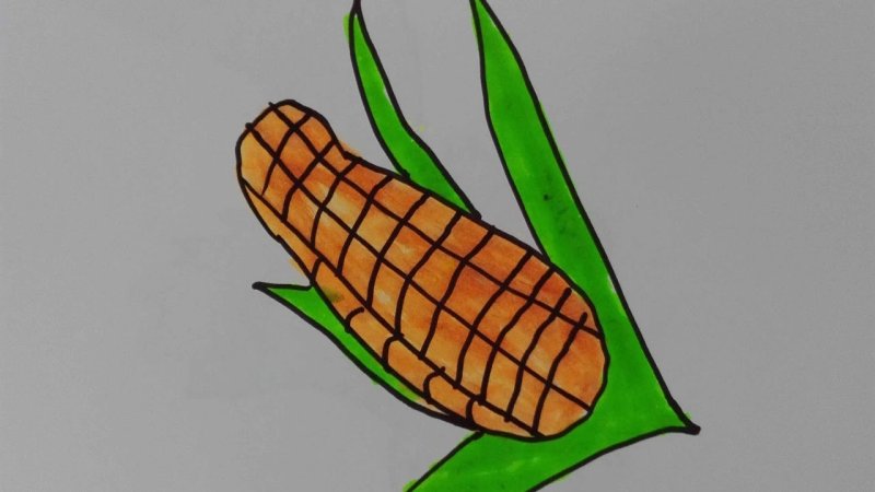 Кукуруза для срисовки